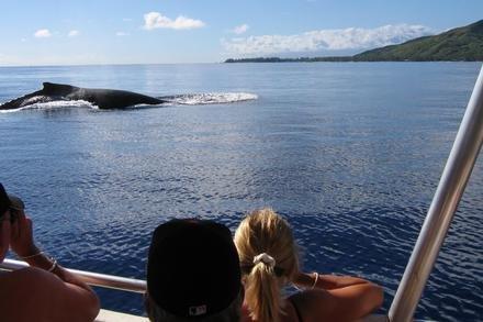 Dr Michael Pooles Dolphin and Whale Watching Expeditions